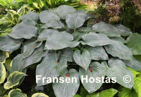 Hosta Wolf